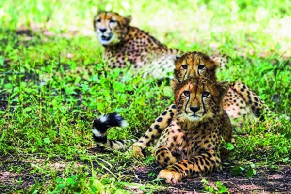 1 of 2 cubs released in Kuno on International Cheetah Day is dead | India News