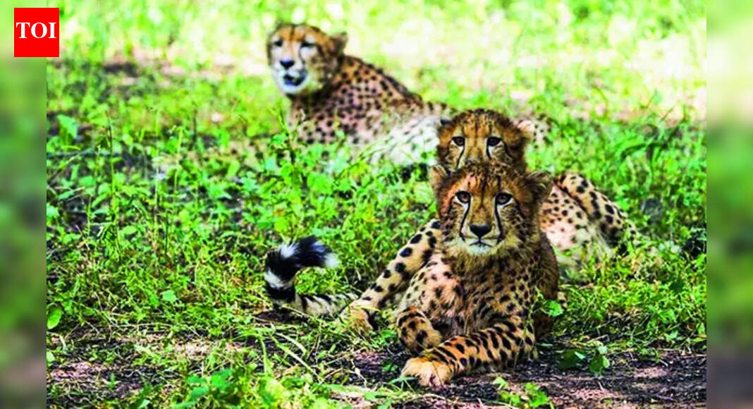 1 of 2 cubs released in Kuno on International Cheetah Day is dead | India News