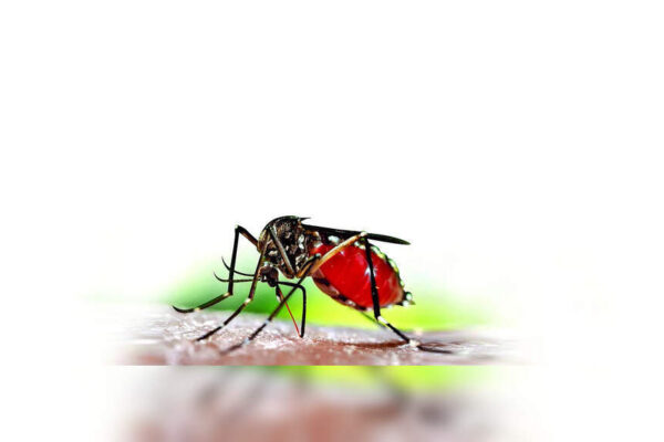 India shoulders a significant malaria burden in Southeast Asia, despite regional progress. While cases have dropped dramatically, millions remain at risk, particularly in remote areas. Aggressive interventions have driven down incidence, but challenges like drug resistance and outbreaks in forest regions persist. India’s progress marks a major shift towards elimination. Representative image NEW DELHI: India remains the centre of malaria transmission in the WHO South-East Asia Region, accounting for 73.3% of all estimated cases and nearly 89% of malaria deaths in 2024, even as the region records one of the world’s steepest declines in malaria, World Malaria Report 2025 showed.The region logged 4.79 lakh cases in 2024 — a 65.7% fall since 2015 — and just 99 reported deaths, but WHO estimates indicated a far larger burden of 2.7 million cases and 3,900 deaths, with India driving most infections and fatalities.Despite this dominance, India remains on track to meet the 2025 Global Technical Strategy goal of a 75% drop in incidence, having crossed a 70% reduction by 2024. Most districts continue to report sustained declines, tho-ugh localised outbreaks in forest belts and cross-border spillover from Nepal persist as major challenges.Children under 5 accounted for 8.7% of cases and 18% of deaths, while P.vivax, notoriously difficult to eliminate, caused nearly two-thirds of infections. The report credits the gains to aggressive interventions — large insecticide-treated net drives in India, Myanmar and Nepal; 143% growth in rapid testing since 2015; and 100% treatment coverage. Low-level pfhrp2/3 gene deletions were detected in India, but treatment failure for key ACTs remained below 5%, indicating continued drug efficacy.A key milestone highlighted was India’s exit from High Burden to High Impact group in 2024, marking its shift from a global high-burden nation to one nearing elimination in several states — a transformation few countries have achieved at this scale. Bhutan, Sri Lanka and Timor-Leste are malaria-free. WHO warns drug resistance, climate-related outbreaks and declining international funding threaten global progress.Dr Sunil Rana of Asian Hospital said malaria persists in India because timely healthcare fails to reach tribal and forest communities. “Longer mosquito-breeding seasons, delayed care-seeking, weak surveillance and unchecked migration through border zones keep outbreaks alive,” he said.About the AuthorAnuja JaiswalAnuja Jaiswal is a Senior Assistant Editor at The Times of India, with an impressive 18-year career in narrative journalism. She specializes in health and heritage reporting, expertly simplifying complex health information to make it engaging and understandable for readers. Her deep dives into heritage topics are well-researched, resulting in captivating narratives that resonate with her audience. Over the years, she has worked in Chandigarh, Chhattisgarh and West UP, gaining diverse on-ground experience that shapes her storytelling.Read MoreEnd of ArticleFollow Us On Social MediaVideos”Next Year in Russia…” Deputy PM Manturov Urges Indian Companies to Expand Bilateral Trade”Ordinary Indians Pay Price” Rahul Gandhi Calls Indigo Chaos The ‘Cost Of Monopoly Model’India, Russia Renew Call for Inclusive UN Security Council Structure: MEAPutin Says Russia Didn’t Come Only for Energy, Seeks Bold Multifaceted Partnership with IndiaCentre Orders High-Level Probe As IndiGo Flight Operations Set To Normalise In 3 DaysImran Khan Tagged ‘Security Threat’ As Pakistan Army Launches Fiercest Public Attack In Years‘Not Here Only For Energy’: Putin Seeks Broader India-Russia PartnershipPM Modi Urges Putin To Build New Economic Axis As India Becomes Emerging Skilled Capital Of WorldSpiceJet Chairman Ajay Singh Calls IndiGo Crisis ‘Unfortunate’, Offers 100 Extra FlightsPakistan Supports China’s Arunachal Lie As Putin Meets Modi Amid Major India Russia Cooperation123PhotostoriesRajesh Khanna-Dimple Kapadia, Saif Ali Khan-Kareena Kapoor Khan; Bollywood marriages spanning age gapsLifestyle expert shares five ‘safe’ ways to drink alcohol if at all one should8 common mistakes people make while making rotis and easy fixes9 fiber-rich dishes made with flattened rice (poha) for breakfastBigg Boss 19: Shehbaz Badesha calls Tanya Mittal fake and irritating; breaks silence on father being trolled for ‘overly friendly’ behaviour with female contestantsAdrian Chiles’ skin cancer diagnosis: How he spotted the symptoms that made all the differenceHow Bhagavad Gita can heal unknown childhood trauma and unlock blockages for success in lifeNutrition fact of the day: Greek yogurt has twice the protein of regular yogurt5 clever animals that deceive predators by playing dead10 protein- and fiber-rich broccoli and egg dishes under 20 minutes for bachelors123Hot PicksIndigo Flight DelayPutin India VisitWorld NewsGold rate todaySilver rate todayPublic Holidays NovemberBank Holidays NovemberTop TrendingLos Angeles Lakers vs Boston CelticsNBA trade RumorsOmarion HamptonCandace OwensAryna SabalenkaTrey BensonTravis KelceGeorge PickensStefon DiggsTaylor Swift