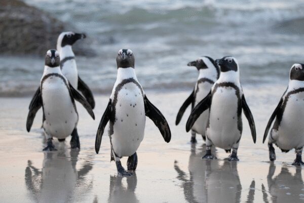 60,000 African penguins died: Study finds shocking truth behind the mass die off