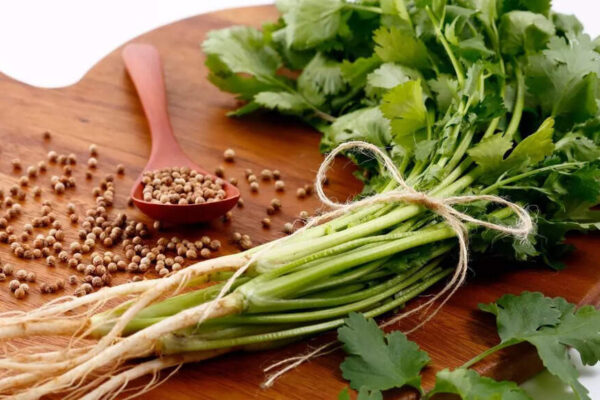 Coriander helps you lose weight: Know the benefits and how it works