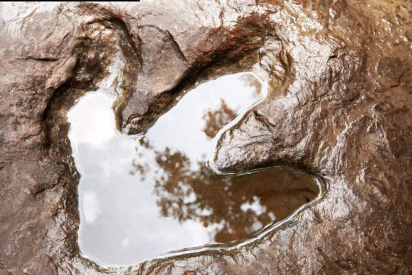 Scientists discover 16,600 fossil footprints: Largest dinosaur gathering ever
