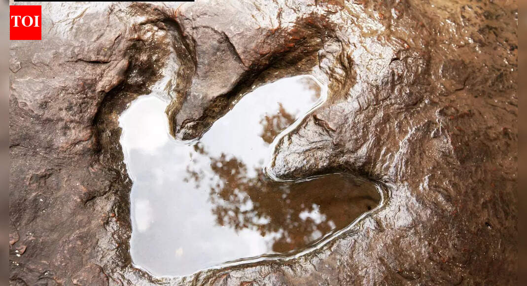 Scientists discover 16,600 fossil footprints: Largest dinosaur gathering ever