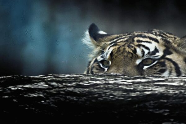 The trip where the tiger didn’t show up until it did, but then I realised the bigger… |