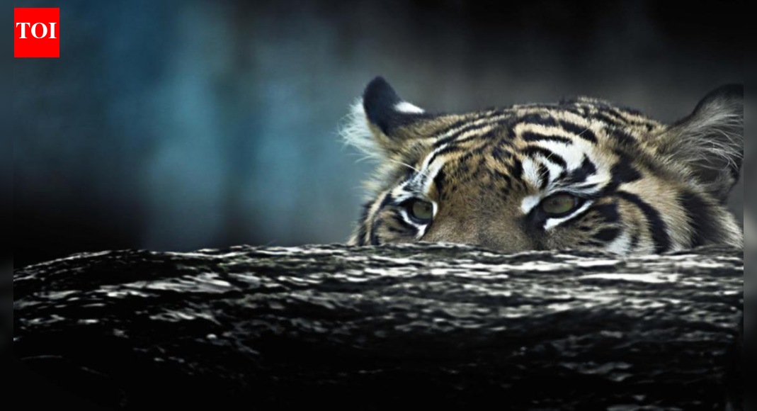 The trip where the tiger didn’t show up until it did, but then I realised the bigger… |