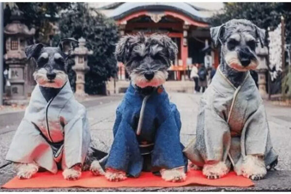 With changing demographics, Japan reinvents a children’s holiday for pets