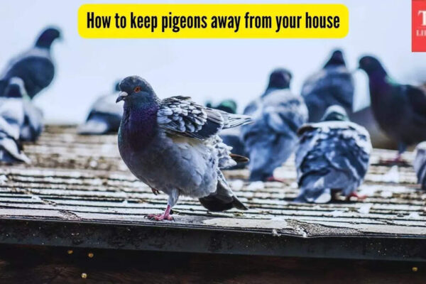 How to keep pigeons away from your house: 5 super-effective ways