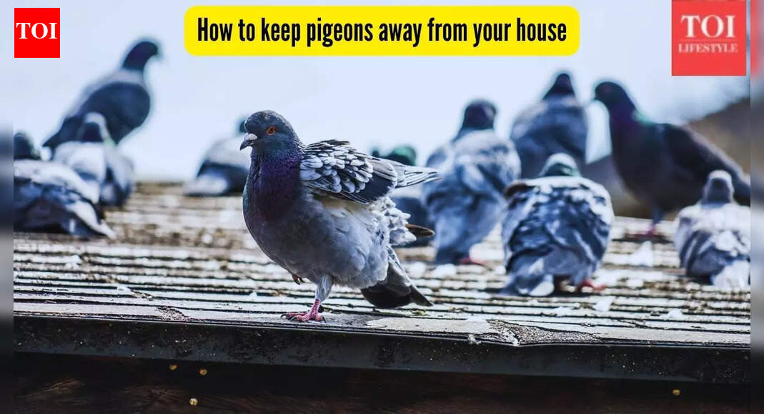 How to keep pigeons away from your house: 5 super-effective ways