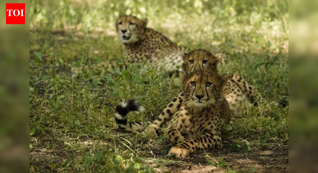 Third cheetah habitat to come up in MP soon | India News