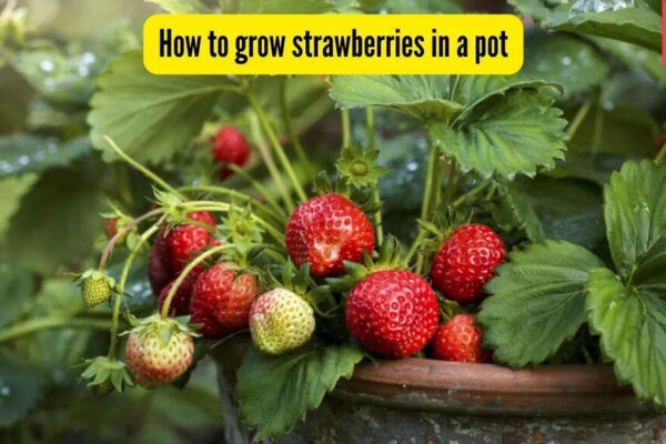 How to grow strawberries in a pot: A practical guide for fresh, homegrown berries