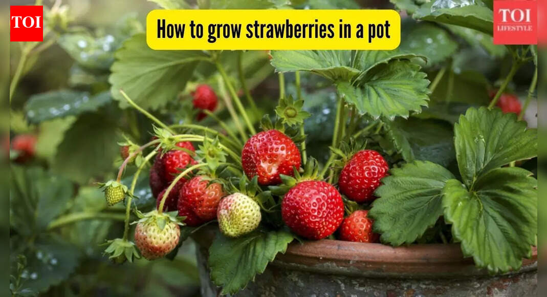 How to grow strawberries in a pot: A practical guide for fresh, homegrown berries