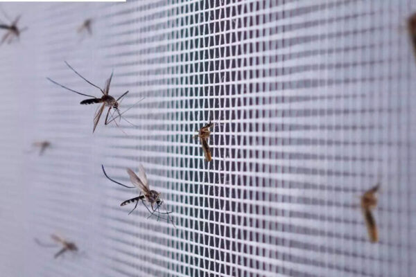 Brazil is using mosquitoes to fight dengue, zika, and chikungunya |