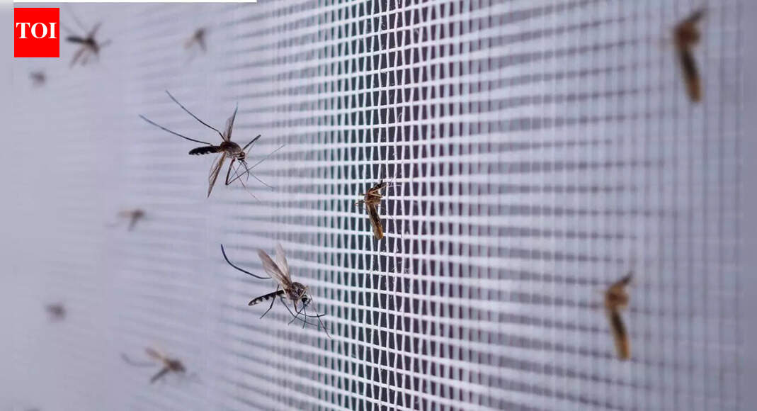 Brazil is using mosquitoes to fight dengue, zika, and chikungunya |