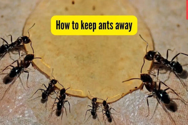 How to keep ants away from your home? 5 methods homemakers swear by