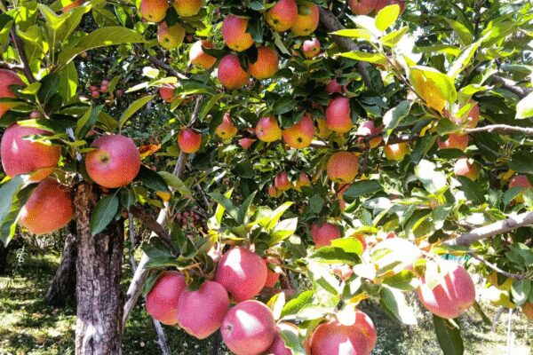 Kashmir’s apple farmers face a grave health crisis as studies reveal a strong link between pesticide exposure and malignant brain tumors. Decades of unchecked spraying, often exceeding recommended limits, have led to alarming incidences of cancer in fruit-growing districts. Lawmakers are now demanding urgent action to protect these vital workers.  SRINAGAR: In Srinagar, for once, politics took a back seat on December 8, when the conversations revolved not around the tug-of-war between CM Omar Abdullah and LG Manoj Sinha, or another round of security briefings. In the J&K assembly corridors this Monday, lawmakers gathered instead to confront a deadlier political blind spot: Cancer among its farmers.The House Committee on Environment, chaired by CPM legislator MY Tarigami, convened the session with top officials, experts and scientists in the state.Horticulture sustains millions here but receives little policy attention. For years, farmers have sprayed orchards unaware of the toxicity of constant pesticide exposure, leading to a rise in malignant brain tumors among those who power the valley’s billion-rupee apple economy and contribute more than 70% of India’s total apples.The original study on the danger of pesticides in Kashmir’s apple orchards was done by Sher-i-Kashmir Institute of Medical Sciences (SKIMS). It had then identified a “quite strong and possible” link between the chemical exposure and malignant brain tumours among orchard farmers.Examining over 400 cancer patients between 2005 and 2008, the study had pointed to alarmingly high incidences of primary brain cancer in districts that form Kashmir’s core fruit belt including Baramulla, Anantnag, Budgam, Shopian and Kupwara. The findings, largely ignored at the time, have resurfaced amid growing medical evidence of pesticide-linked health disorders in the valley.Tarigami told TOI on Thursday: “We don’t want to create panic among farmers who spray their orchards every season. But neither can we sit idle when data indicates a serious health hazard. If pesticide spray is harming lives, it must be addressed.”The committee has now sought inputs from scientists and health practitioners to design field studies that capture exposure levels, chemical compositions, and long-term health outcomes in apple-growing districts.Kashmir’s apple boom began with 1950s land reforms under Sheikh Abdullah, diversifying farming from rice to horticulture. By the 1960s, orchard cultivation expanded through scientific spraying schedules and grafting techniques. Today, 3.35 lakh hectares employ 3.5 million people and contribute nearly 10% to J&K’s GDP, generating at least 400 man-days of work per hectare per year, making it central to Kashmir’s rural economy.Dr Shahid Rasool, principal scientist at CSIR-IIIM, said: “Orchardists now use 15 rounds of fungicide and insecticide each season, often far beyond limits. Believing it boosts yield, many over-spray — every 10–12 days instead of 18–21.”Few can afford protective gear; chronic cough, rashes and irritation are common. “Without gloves, goggles and masks, the risk multiplies,” Rasool warned, urging PPE subsidies and safer practices.While policymakers have just begun to react, local researchers have been raising red flags for years. Dr Sobia Nisar, physician-researcher in the department of medicine at Government Medical College, Srinagar, has spent the past six years studying the biochemical impact of chronic pesticide exposure on residents of Shopian and Pulwama: two districts synonymous with ‘Apple wealth.’“The initial idea was to check pesticides residue levels in the fruit,” she said. “But what we found was far more disturbing. Traces of these compounds in human blood samples.”The study, soon to be published, documents pesticide residues in the bloodstream of orchard workers and nearby residents, alongside higher rates of obesity, lipid disorders, and metabolic syndrome. “When such patterns emerge consistently across populations exposed to pesticides, it demands urgent scientific scrutiny,” Nisar added. Equally worrying are her team’s findings of early kidney function impairment among some farmers.Tarigami said the committee’s deliberations in the meeting will be followed by recommendations to the health and horticulture departments on monitoring, research funding, and worker safety.End of ArticleFollow Us On Social MediaVideosJinnah To Nehru: Top Moments From Heated Vande Mataram Debate In Parliament Winter Session22 Feared Dead As Truck Falls Into Gorge In Arunachal Pradesh’Warm And Engaging’: PM Modi Holds Phone Call With Trump Amid Trade Talks, US-India Ties Discussed’If They’re Happy, They Should Sign’: Goyal Responds To USTR’s ‘Best Offer Ever From India’ RemarkHow Bangladesh’s Feb 12 Vote Could Reshape India’s Northeast Access And Regional Power BalanceBJP Charges TMC MP of Smoking Inside Parliament After Giriraj-Sougata Face-off Over E-CigaretteExplained: Did Mexico Follow Trump’s Footsteps To Slap Tariff on India? Impact on Indian TradersKharge Hits Back As JP Nadda Slams Nehru, Congress Over Vande Mataram In Rajya SabhaSouth Asian Bloc Minus India? Why Pak’s Fresh Regional Pitch Fails On Economics, Politics, Geography‘Hands Were Trembling’: Rahul Gandhi Takes Sharp Dig At Amit Shah Over Ls Address123PhotostoriesHappy 75th Birthday Rajinikanth: Lesser known facts of the superstarLesser-known facts about South superstar Venkatesh Daggubati10 South Indian Rasams to keep warm during the winter seasonExclusive – Bigg Boss 19 winner Gaurav Khanna on Salman Khan’s film offer, Anupamaa co-star Rupali Ganguly’s support, and how he plans to use his prize moneyLessons only a father can teach his daughter5 love quotes by Ravinder Singh in their most raw and beautiful wordsUltimate caregivers: 5 animals that die after giving birth to their youngSHE Travels: 7 road trips in India every woman who loves driving should experience onceNick Jonas’ journey with type 1 diabetes for two decades: Early signs to spot the diseaseShe entered Bollywood with fame in her blood and success at her feet, then one scandal altered her path forever123Hot PicksUS Pakistan DealTrump Gold CardSpiceJet FlightGold rate todaySilver rate todayPublic Holidays NovemberBank Holidays NovemberTop TrendingSherrone MooreIsaiah RiderStephen CurryNBA InjuryLebron JamesOlivia DunneTroy AikmanBengaluru CrimePaige Shiver Net WorthJeff Shiver