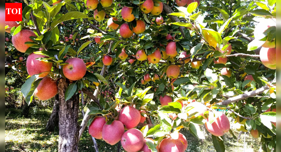 Kashmir’s apple farmers face a grave health crisis as studies reveal a strong link between pesticide exposure and malignant brain tumors. Decades of unchecked spraying, often exceeding recommended limits, have led to alarming incidences of cancer in fruit-growing districts. Lawmakers are now demanding urgent action to protect these vital workers.  SRINAGAR: In Srinagar, for once, politics took a back seat on December 8, when the conversations revolved not around the tug-of-war between CM Omar Abdullah and LG Manoj Sinha, or another round of security briefings. In the J&K assembly corridors this Monday, lawmakers gathered instead to confront a deadlier political blind spot: Cancer among its farmers.The House Committee on Environment, chaired by CPM legislator MY Tarigami, convened the session with top officials, experts and scientists in the state.Horticulture sustains millions here but receives little policy attention. For years, farmers have sprayed orchards unaware of the toxicity of constant pesticide exposure, leading to a rise in malignant brain tumors among those who power the valley’s billion-rupee apple economy and contribute more than 70% of India’s total apples.The original study on the danger of pesticides in Kashmir’s apple orchards was done by Sher-i-Kashmir Institute of Medical Sciences (SKIMS). It had then identified a “quite strong and possible” link between the chemical exposure and malignant brain tumours among orchard farmers.Examining over 400 cancer patients between 2005 and 2008, the study had pointed to alarmingly high incidences of primary brain cancer in districts that form Kashmir’s core fruit belt including Baramulla, Anantnag, Budgam, Shopian and Kupwara. The findings, largely ignored at the time, have resurfaced amid growing medical evidence of pesticide-linked health disorders in the valley.Tarigami told TOI on Thursday: “We don’t want to create panic among farmers who spray their orchards every season. But neither can we sit idle when data indicates a serious health hazard. If pesticide spray is harming lives, it must be addressed.”The committee has now sought inputs from scientists and health practitioners to design field studies that capture exposure levels, chemical compositions, and long-term health outcomes in apple-growing districts.Kashmir’s apple boom began with 1950s land reforms under Sheikh Abdullah, diversifying farming from rice to horticulture. By the 1960s, orchard cultivation expanded through scientific spraying schedules and grafting techniques. Today, 3.35 lakh hectares employ 3.5 million people and contribute nearly 10% to J&K’s GDP, generating at least 400 man-days of work per hectare per year, making it central to Kashmir’s rural economy.Dr Shahid Rasool, principal scientist at CSIR-IIIM, said: “Orchardists now use 15 rounds of fungicide and insecticide each season, often far beyond limits. Believing it boosts yield, many over-spray — every 10–12 days instead of 18–21.”Few can afford protective gear; chronic cough, rashes and irritation are common. “Without gloves, goggles and masks, the risk multiplies,” Rasool warned, urging PPE subsidies and safer practices.While policymakers have just begun to react, local researchers have been raising red flags for years. Dr Sobia Nisar, physician-researcher in the department of medicine at Government Medical College, Srinagar, has spent the past six years studying the biochemical impact of chronic pesticide exposure on residents of Shopian and Pulwama: two districts synonymous with ‘Apple wealth.’“The initial idea was to check pesticides residue levels in the fruit,” she said. “But what we found was far more disturbing. Traces of these compounds in human blood samples.”The study, soon to be published, documents pesticide residues in the bloodstream of orchard workers and nearby residents, alongside higher rates of obesity, lipid disorders, and metabolic syndrome. “When such patterns emerge consistently across populations exposed to pesticides, it demands urgent scientific scrutiny,” Nisar added. Equally worrying are her team’s findings of early kidney function impairment among some farmers.Tarigami said the committee’s deliberations in the meeting will be followed by recommendations to the health and horticulture departments on monitoring, research funding, and worker safety.End of ArticleFollow Us On Social MediaVideosJinnah To Nehru: Top Moments From Heated Vande Mataram Debate In Parliament Winter Session22 Feared Dead As Truck Falls Into Gorge In Arunachal Pradesh’Warm And Engaging’: PM Modi Holds Phone Call With Trump Amid Trade Talks, US-India Ties Discussed’If They’re Happy, They Should Sign’: Goyal Responds To USTR’s ‘Best Offer Ever From India’ RemarkHow Bangladesh’s Feb 12 Vote Could Reshape India’s Northeast Access And Regional Power BalanceBJP Charges TMC MP of Smoking Inside Parliament After Giriraj-Sougata Face-off Over E-CigaretteExplained: Did Mexico Follow Trump’s Footsteps To Slap Tariff on India? Impact on Indian TradersKharge Hits Back As JP Nadda Slams Nehru, Congress Over Vande Mataram In Rajya SabhaSouth Asian Bloc Minus India? Why Pak’s Fresh Regional Pitch Fails On Economics, Politics, Geography‘Hands Were Trembling’: Rahul Gandhi Takes Sharp Dig At Amit Shah Over Ls Address123PhotostoriesHappy 75th Birthday Rajinikanth: Lesser known facts of the superstarLesser-known facts about South superstar Venkatesh Daggubati10 South Indian Rasams to keep warm during the winter seasonExclusive – Bigg Boss 19 winner Gaurav Khanna on Salman Khan’s film offer, Anupamaa co-star Rupali Ganguly’s support, and how he plans to use his prize moneyLessons only a father can teach his daughter5 love quotes by Ravinder Singh in their most raw and beautiful wordsUltimate caregivers: 5 animals that die after giving birth to their youngSHE Travels: 7 road trips in India every woman who loves driving should experience onceNick Jonas’ journey with type 1 diabetes for two decades: Early signs to spot the diseaseShe entered Bollywood with fame in her blood and success at her feet, then one scandal altered her path forever123Hot PicksUS Pakistan DealTrump Gold CardSpiceJet FlightGold rate todaySilver rate todayPublic Holidays NovemberBank Holidays NovemberTop TrendingSherrone MooreIsaiah RiderStephen CurryNBA InjuryLebron JamesOlivia DunneTroy AikmanBengaluru CrimePaige Shiver Net WorthJeff Shiver