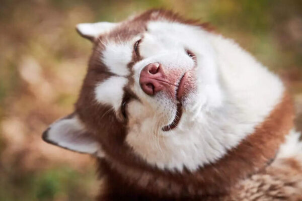 Do dogs laugh and how to recognise when your dog is genuinely happy |