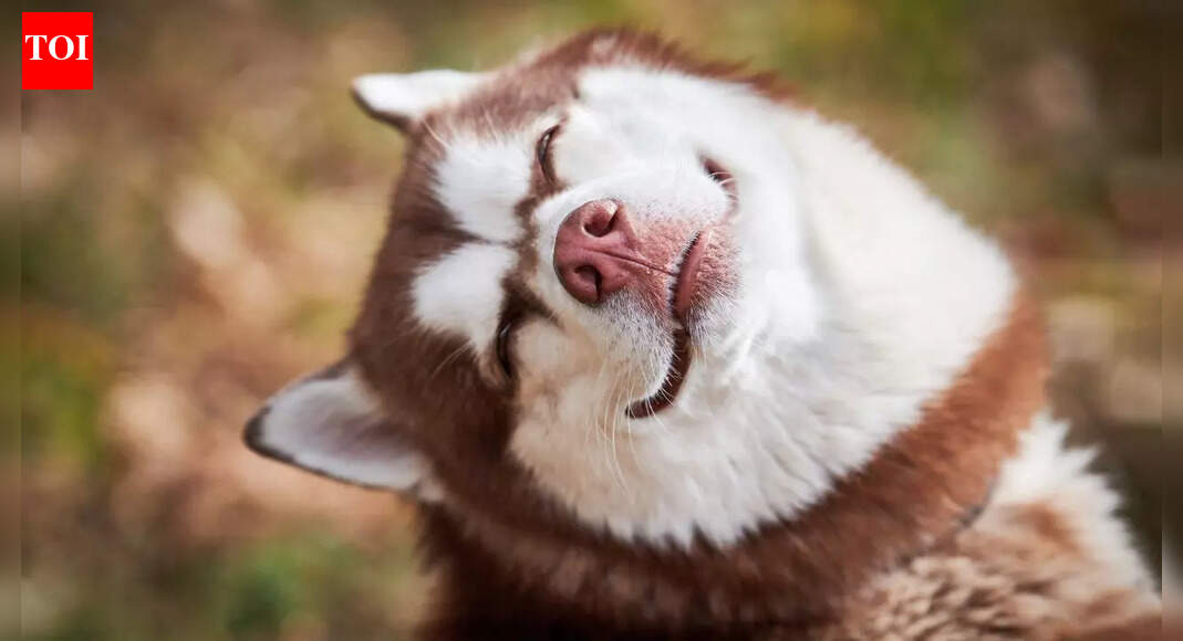 Do dogs laugh and how to recognise when your dog is genuinely happy |