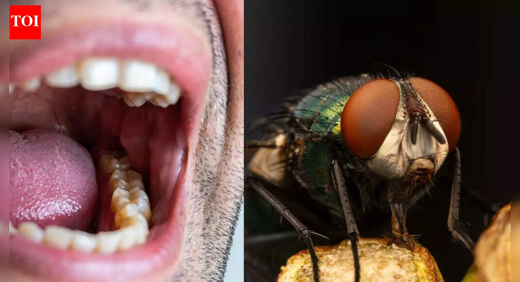 Mouth larvae: How a small fly triggers a dangerous infection; causes, symptoms and treatment explained |