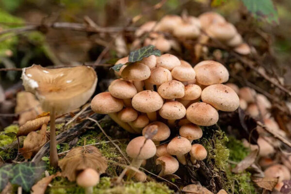 Marshmallow root benefits: What this soothing traditional herb may help with |