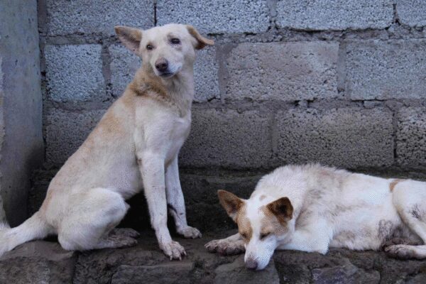 Teachers asked to report stray dogs, outrage in J&K