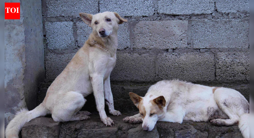 Teachers asked to report stray dogs, outrage in J&K