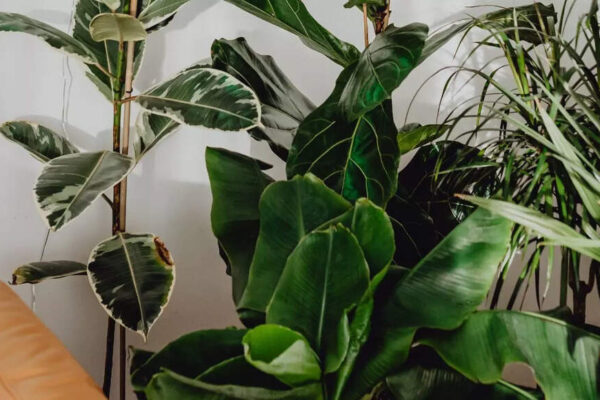 20 i‍​‌‍​‍‌​‍​‌‍​‍‌ndoor plants that bring wealth, positivity and good energy to your home |