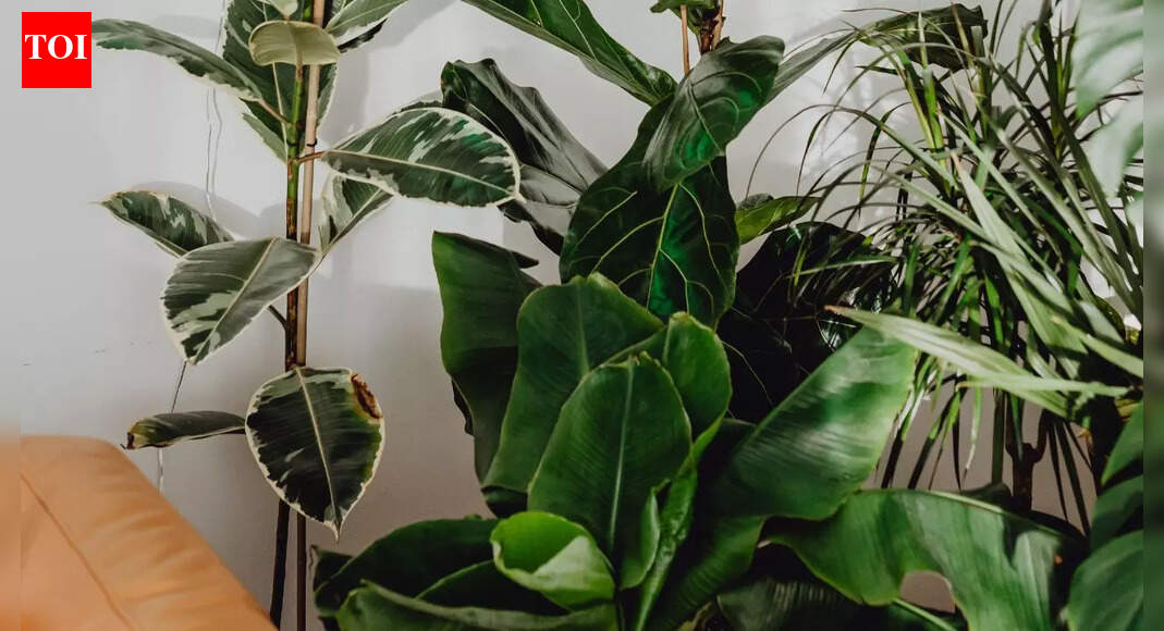 20 i‍​‌‍​‍‌​‍​‌‍​‍‌ndoor plants that bring wealth, positivity and good energy to your home |