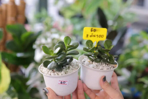 10 jade plant varieties to brighten your home with colour and positive energy |