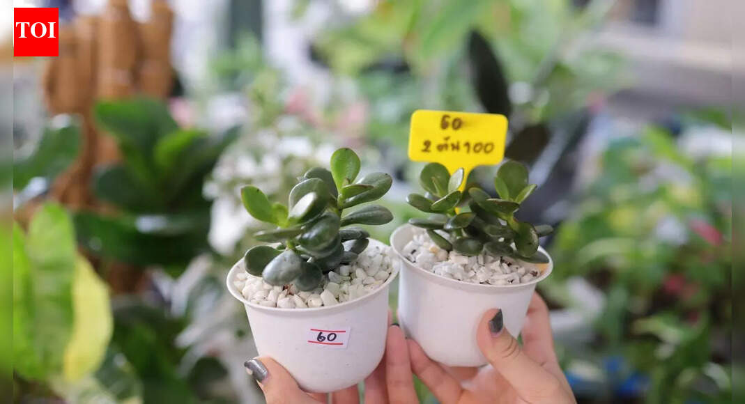 10 jade plant varieties to brighten your home with colour and positive energy |