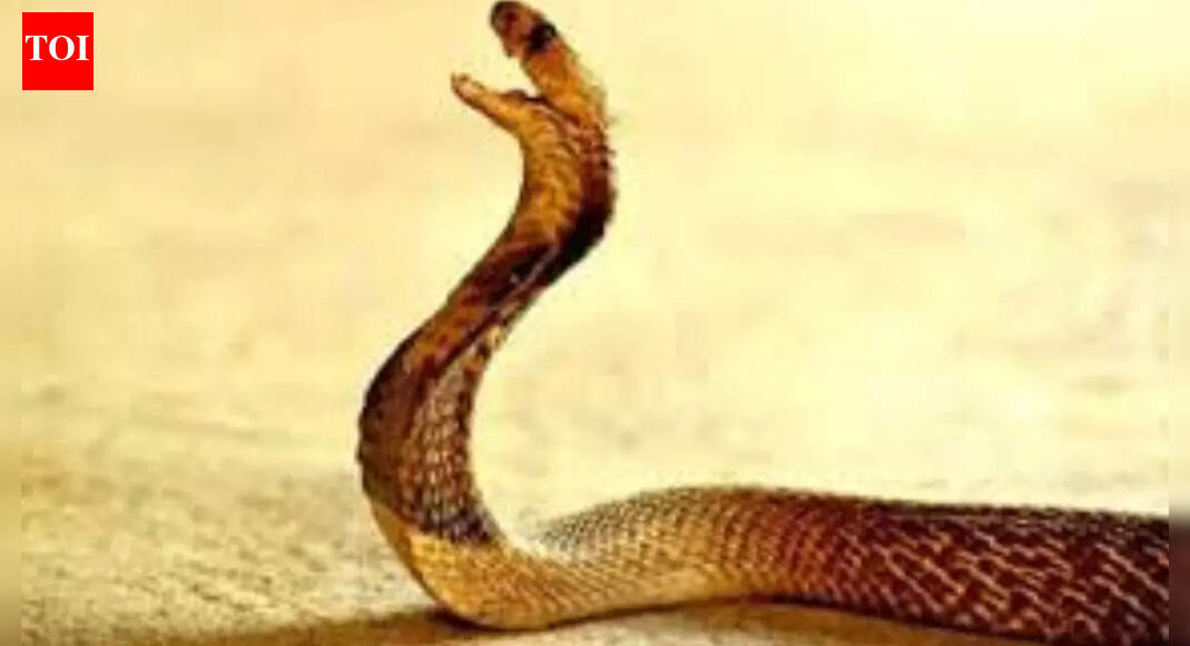 Thane snakebite case: How cops unravelled woman’s death as murder after 3 years; husband, friends held