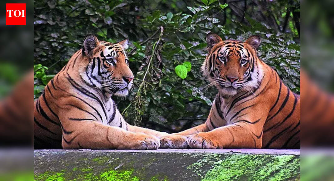 6th tiger dies in MP in a week, annual toll hits record 54 | Bhopal News