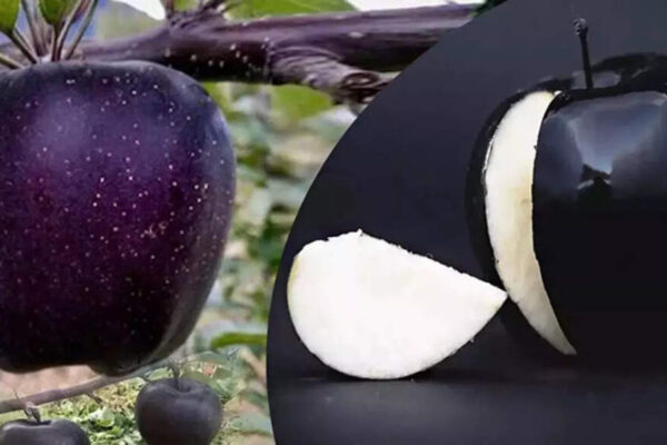 Black diamond apple: The rare exotic superfruit packed with nutrition, stunning colour and all about its rarity |
