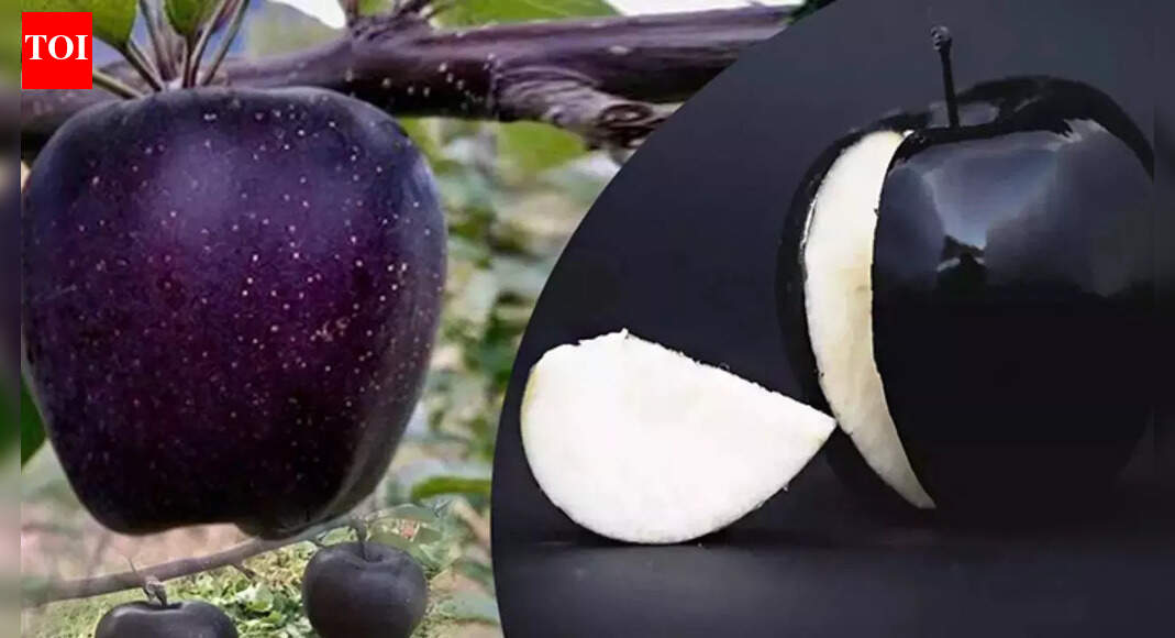 Black diamond apple: The rare exotic superfruit packed with nutrition, stunning colour and all about its rarity |