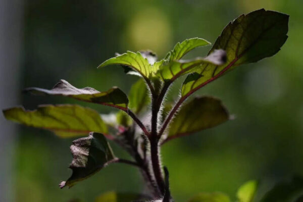 Tulsi for diabetes: How holy basil supports blood sugar control, improves insulin sensitivity, reduces stress, and boosts overall health |