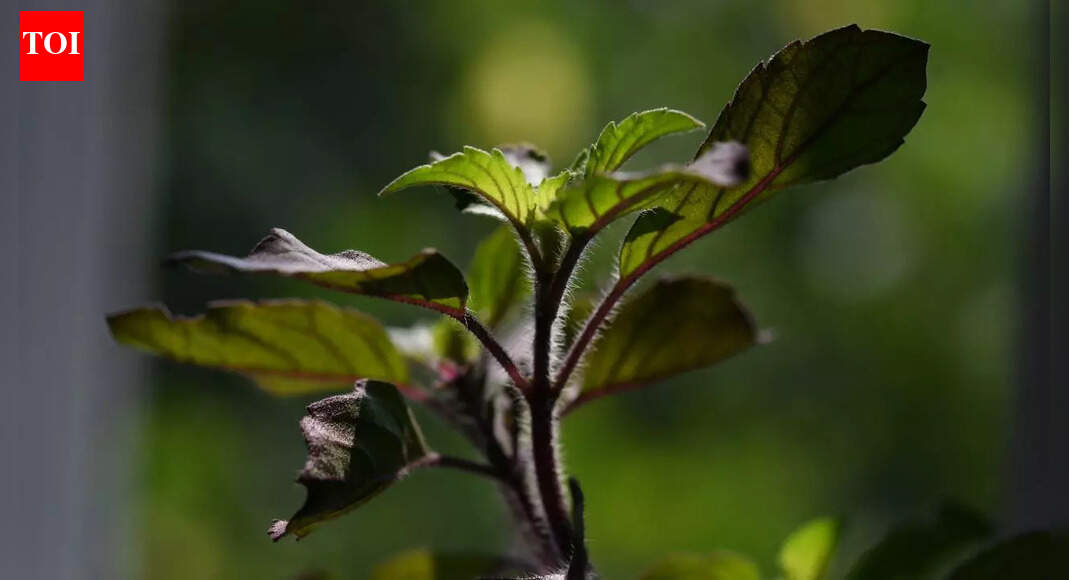 Tulsi for diabetes: How holy basil supports blood sugar control, improves insulin sensitivity, reduces stress, and boosts overall health |