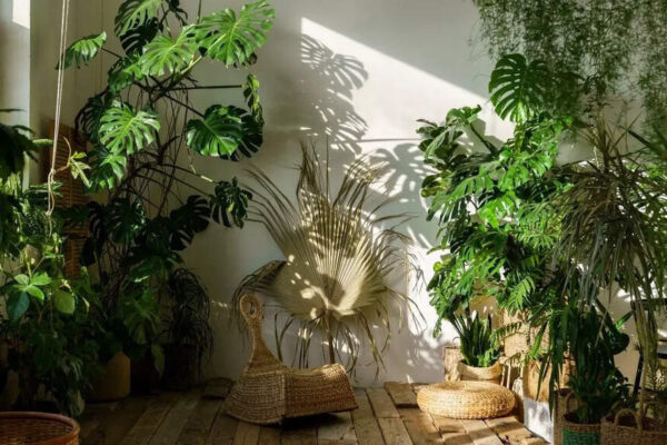 Houseplant care guide: 8 plants that should not be in direct sun |