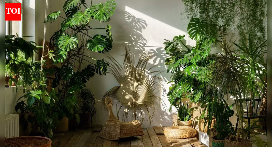 Houseplant care guide: 8 plants that should not be in direct sun |