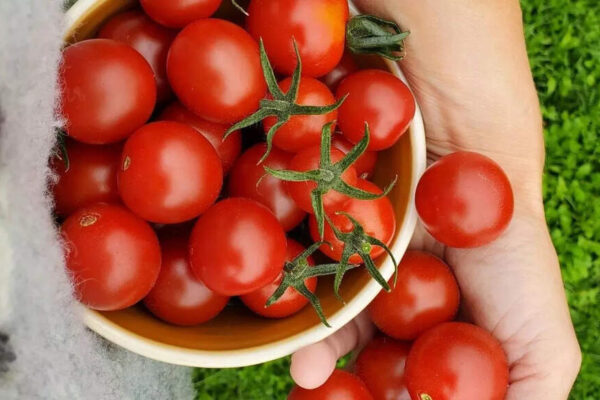 7 low-maintenance vegetables to grow on your balcony garden