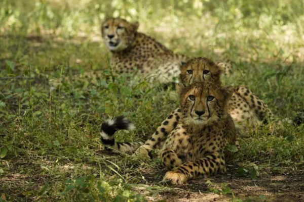 Bhopal: A tiny strand of ‘Cheetah hair’, lodged in the crease of the car’s front bumper, has apparently emerged as the most critical clue in unravelling the mystery behind the hit-and-run death of a Cheetah cub on the Agra-Mumbai National Highway in Gwalior on Dec 7.For nearly a week after the incident, the vehicle involved remained unidentified, with no eyewitnesses and no immediate trail to pick up on. The male cheetah cub, KGP-4, was killed around 6.15 am near Simariya Mod under the Ghatigaon police station limits, about 40 km from Gwalior, after being hit by a speeding vehicle while crossing the highway with its sibling.At the time, a monitoring team from Kuno National Park was tracking the cubs through satellite collars from roughly 300 metres away. The team rushed to the spot within minutes, secured the carcass and alerted senior officials. While the cub was crushed under the vehicle’s wheels, its sibling, KGP-3, managed to escape.Senior forest and police officers, including the chief conservator of forest (CCF) in charge of Kuno National Park, divisional forest officers from Gwalior and Kuno, and local police personnel, reached the site. End of ArticleFollow Us On Social MediaVideosIndian Army Displays Turkish Yiiha Drone Used By Pakistan During Operation SindoorPM Modi Arrives In Jordan, Receives Warm Welcome By Indian Diaspora In AmmanUS Starts Mandatory Social Media Checks For H-1B Visas Leaving Indian Professionals Most ExposedBJP’s Succession Script Repeats: Why Nitin Nabin Is Working President, And Not Nadda’s ReplacementEnd Of MGNREGA? What VB–G Ram G Means For Rural Workers, Farmers And Viksit Bharat PlanFrom Missiles To Torpedoes, DRDO Outlines India’s Big Defence Push For Near-Term Battlefield EdgePM Modi Begins Jordan, Ethiopia, Oman Tour To Boost Ancient Ties, Expand India’s Global South RoleIndian Diaspora Members Prepare Cultural Performances Ahead Of PM Modi’s Jordan VisitFrom Power Cuts To 500 GW Grid, India Emerges As Global Data Centre Hub Under Modi: Piyush GoyalCong’s ‘Modi Teri Kabr Khudegi’ Slogan Sparks Uproar, NDA Seeks Apology As Parliament Grinds To Halt123Photostories5 adorable pink animals stealing the wildlife spotlight5 beautiful Romeo and Juliet quotes that will steal your hearts‘Damini’, ‘OMG! Oh My God’, ‘Prem Rog’: Bollywood movies that sparked social change and redefined mainstream storytelling5 pet fish that change colour and why it happens6 Traditional egg curries from different parts of the countryAnkita Lokhande and Vicky Jain’s love story: From being close friends to getting remarried in EuropeUttarakhand Govt announces snow leopard tour to boost winter tourism; 5 other Indian spots to see the Big CatMrunal Thakur’s colourful Paithani saree is a bold love letter to Maharashtrian cultureFrom ethnic glam to chic streetwear: ‘Bigg Boss 19’ fame Farrhana Bhatt’s fashion diaryWhat is binge eating disorder and how to fix it?123Hot PicksBondi beach attackCorona RemediesJetBlue flight VenezuelaGold rate todaySilver rate todayPublic Holidays NovemberBank Holidays NovemberTop TrendingJaylen Warren InjuryAuston MatthewsVanessa BryantLeBron JamesBukayo Saka and Tolami Benson Net WorthConnor McDavidDylan HollowayLebron JamesAdam FoxBam Adebayo