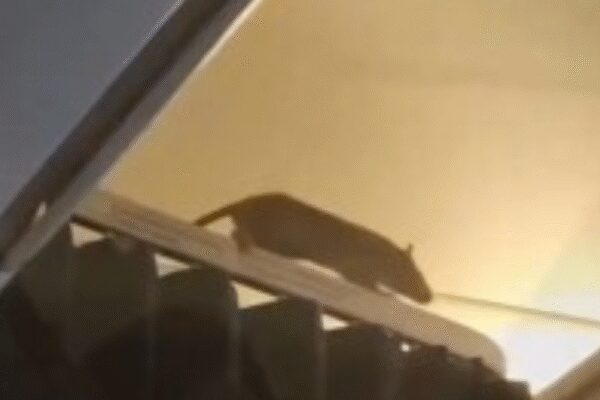 Huge rat spotted inside Caribbean-bound flight, over 250 passengers stranded as plane had to be grounded