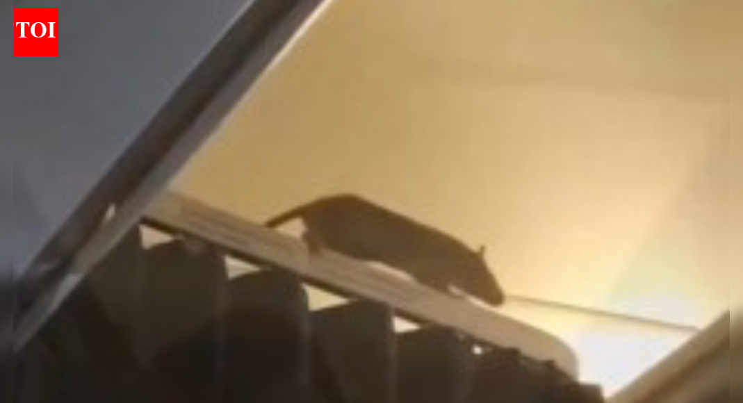 Huge rat spotted inside Caribbean-bound flight, over 250 passengers stranded as plane had to be grounded