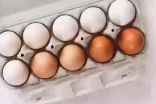 . New Delhi: The Food Safety and Standards Authority of India (FSSAI) on Monday directed its regional offices across the country to collect samples of both branded and unbranded eggs and send them to 10 laboratories for testing to check for the presence of nitrofurans residues.The move follows a controversy over the quality of eggs sold by popular brand Eggoz, with reports raising concerns about possible traces of nitrofurans — a group of antibiotics banned for use in food-producing animals. Health authorities say the fact that residues can still enter eggs if such drugs are used illegally in poultry farming is what has prompted the nationwide sampling exercise.The issue surfaced after an online report flagged concerns over egg quality, triggering public debate and regulatory scrutiny. In response, Eggoz issued a statement maintaining that its products are safe.“As promised, the latest lab reports of Eggoz egg samples (Dec 25) are available, and we are sharing them openly for everyone’s reference at www.eggoz.com. At Eggoz, the safety and trust of our consumers mean everything to us. Thank you for your patience and for giving us the opportunity to clarify the facts. We will continue to uphold the highest standards across our farms and processes,” the egg distributors said in a statement on X.According to information shared by the company, the lab reports indicate that the samples tested were free from banned antibiotics, pesticides and drugs, with results marked “BLQ” — below the limit of quantification — for the substances tested.Medical experts, however, say the wider issue of antibiotic misuse in poultry remains a serious public health concern. Prof Chintamani, chairman, surgical oncology at Sir Ganga Ram Hospital, said nitrofurans are banned worldwide because their residues can persist in eggs even after cooking. Long-term consumption of contaminated eggs has been linked in animal studies to genetic damage and increased cancer risk, besides potential harm to the liver and kidneys.About the AuthorAnuja JaiswalAnuja Jaiswal is a Senior Assistant Editor at The Times of India, with an impressive 18-year career in narrative journalism. She specializes in health and heritage reporting, expertly simplifying complex health information to make it engaging and understandable for readers. Her deep dives into heritage topics are well-researched, resulting in captivating narratives that resonate with her audience. Over the years, she has worked in Chandigarh, Chhattisgarh and West UP, gaining diverse on-ground experience that shapes her storytelling.Read MoreEnd of ArticleFollow Us On Social MediaVideosIndian Army Displays Turkish Yiiha Drone Used By Pakistan During Operation SindoorPM Modi Arrives In Jordan, Receives Warm Welcome By Indian Diaspora In AmmanUS Starts Mandatory Social Media Checks For H-1B Visas Leaving Indian Professionals Most ExposedBJP’s Succession Script Repeats: Why Nitin Nabin Is Working President, And Not Nadda’s ReplacementEnd Of MGNREGA? What VB–G Ram G Means For Rural Workers, Farmers And Viksit Bharat PlanFrom Missiles To Torpedoes, DRDO Outlines India’s Big Defence Push For Near-Term Battlefield EdgePM Modi Begins Jordan, Ethiopia, Oman Tour To Boost Ancient Ties, Expand India’s Global South RoleIndian Diaspora Members Prepare Cultural Performances Ahead Of PM Modi’s Jordan VisitFrom Power Cuts To 500 GW Grid, India Emerges As Global Data Centre Hub Under Modi: Piyush GoyalCong’s ‘Modi Teri Kabr Khudegi’ Slogan Sparks Uproar, NDA Seeks Apology As Parliament Grinds To Halt123PhotostoriesFrom Chimpanzees to Rats: 5 animals who are smarter than you think!TV actors who married young: From Karanvir Bohra to Vivian DsenaLongest running Hindi TV shows: Taarak Mehta Kaa Ooltah Chasmah’ to ‘Balika Vadhu’Dear Comrade, Pelli Choopulu and Arjun Reddy; Breakthrough performances that redefined the Telugu lover boyDhurandhar, Chhaava, Mom; Challenging roles played by Akshaye Khanna5 adorable pink animals stealing the wildlife spotlight5 beautiful Romeo and Juliet quotes that will steal your hearts‘Damini’, ‘OMG! Oh My God’, ‘Prem Rog’: Bollywood movies that sparked social change and redefined mainstream storytelling5 pet fish that change colour and why it happens6 Traditional egg curries from different parts of the country123Hot Picksilia TopuriaCorona RemediesJetBlue flight VenezuelaGold rate todaySilver rate todayPublic Holidays NovemberBank Holidays NovemberTop TrendingJosh AllenAuston MatthewsVanessa BryantLeBron JamesBukayo Saka and Tolami Benson Net WorthConnor McDavidTomi LahrenAdolis GarciaDeante Ayton MomBrock McGillis