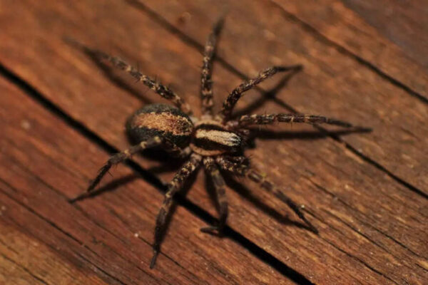 How to keep spiders out of your home using 7 simple and natural methods |