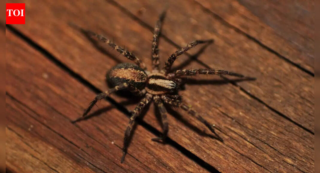How to keep spiders out of your home using 7 simple and natural methods |