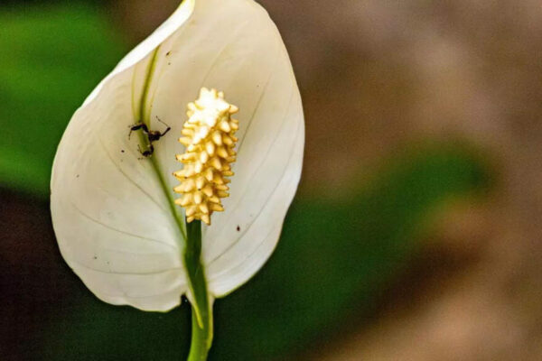 How often does a peace lily need to be fertilised to stay healthy and blooming