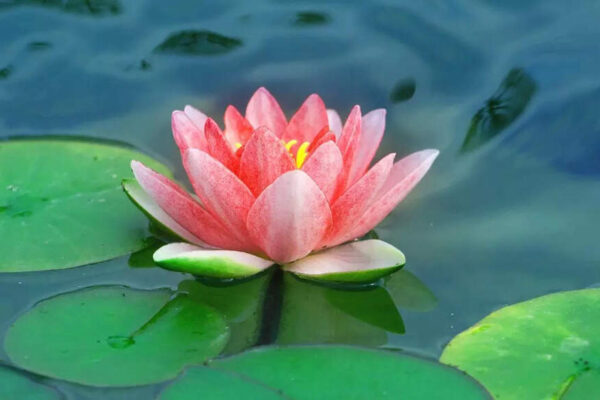 10 edible Indian flowers that have been part of traditional cooking for centuries |