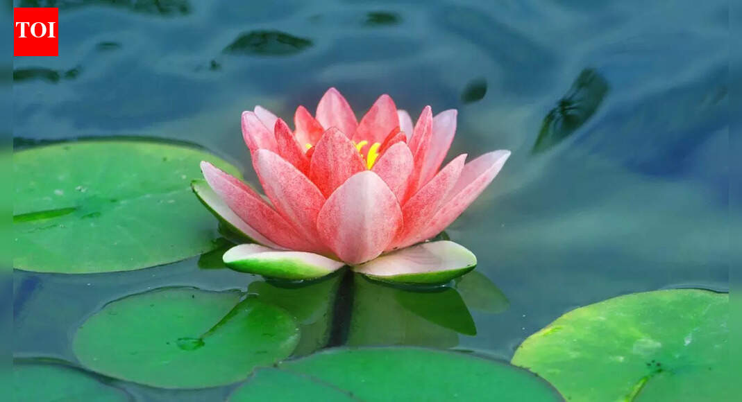 10 edible Indian flowers that have been part of traditional cooking for centuries |