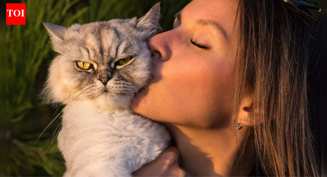 How long does a cat remember you and what does it say about feline memory |