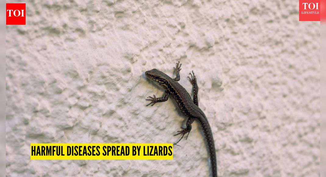 From Salmonella to Leptospirosis diseases that are caused by lizards